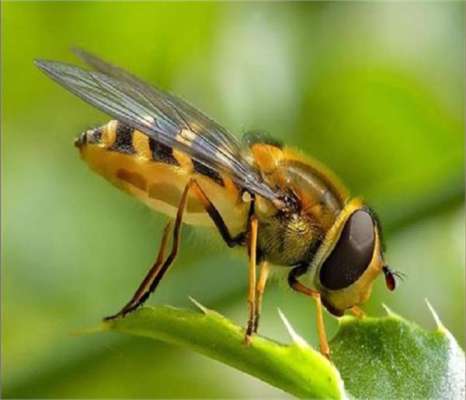 Image result for मधुमक्खी काटने पर दर्द और सूजन